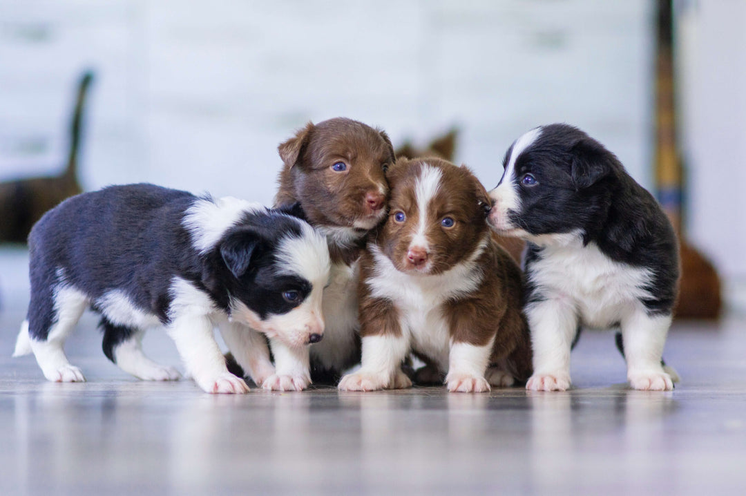 When Can a Puppy Socialize with Other Dogs?