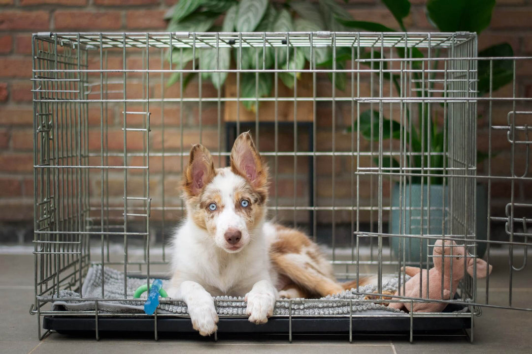 How Long Should You Leave a Dog in a Crate?