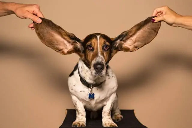 Pet's ears