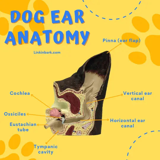 Anatomy Of A Dog’s Ear - Linkin Bark